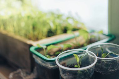 Pencerenin arka planında plastik ve ahşap tepsilerde genç filizler, Dünya Günü