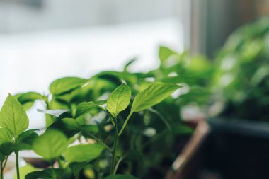 Bulanık arka planda taze biber filizleri Dünya günü