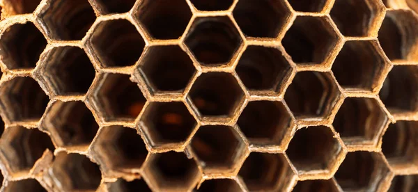 Hornet hive with empty honeycombs close up — ストック写真