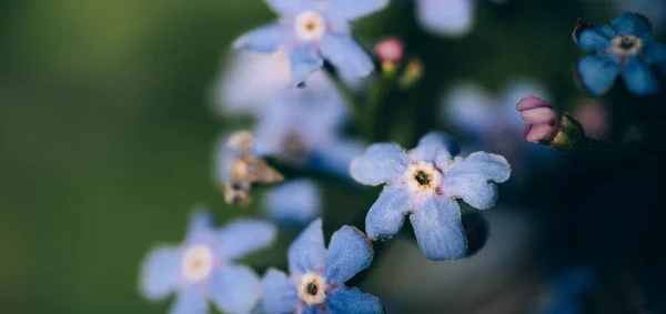 Bush of blue myosotis flowers against blurred background — Fotografia de Stock