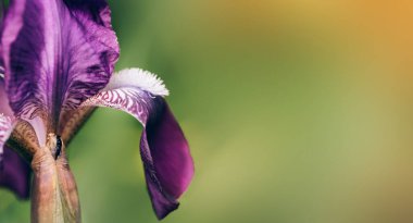 Mor iris çiçeği bulanık arkaplana karşı yakın plan