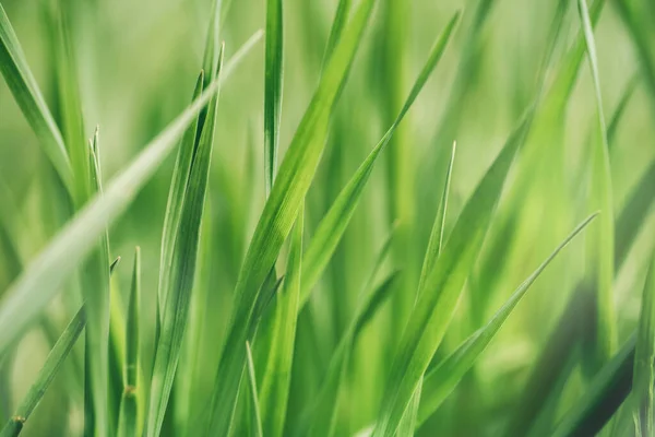 Background of dense green grass under the sunlight — Fotografia de Stock