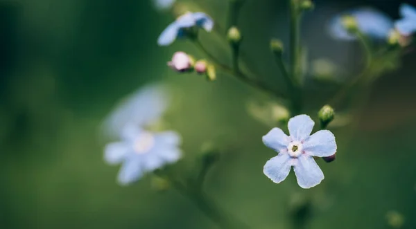 蓝色的菊花，背景模糊 — 图库照片