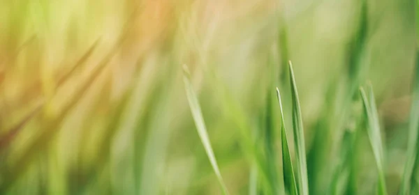 Background of dense green grass under the sunlight — Fotografia de Stock