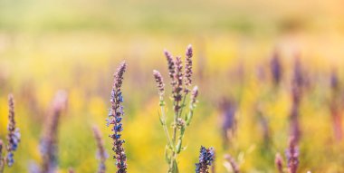 Bulanık arkaplanda mor çiçekli ginseng.