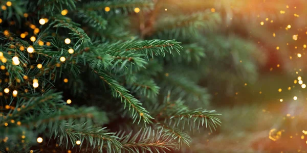 Christmas Tree Branches Garland Sunlight — 图库照片