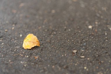 Sarı huş yaprağı asfalta düştü..