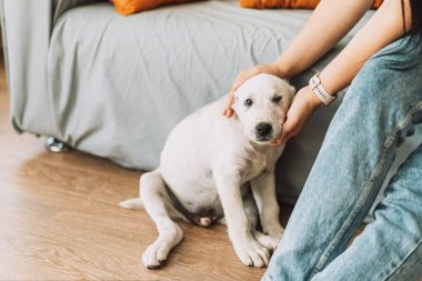Girl sitting on the couch stroking a puppy Alabai.