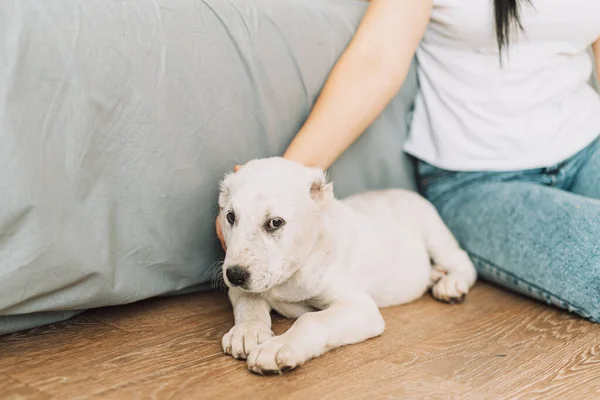 Girl Petting Puppy Lying Floor —  Fotos de Stock