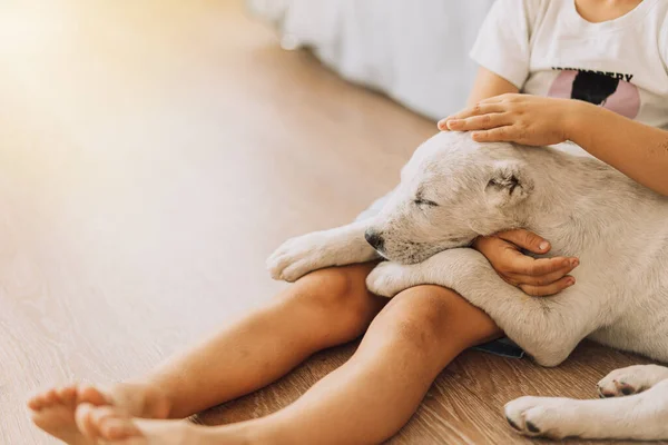 Puppy Sleeping Little Boys Lap — ストック写真