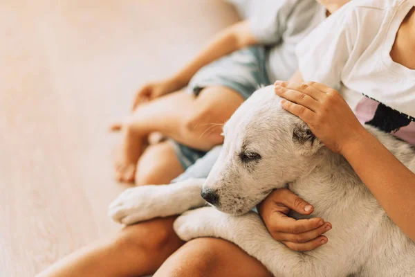 Puppy Falls Asleep Lap Kid — ストック写真