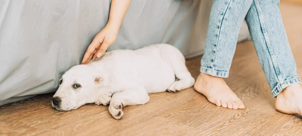 Girl Petting Puppy Lying Floor — ストック写真