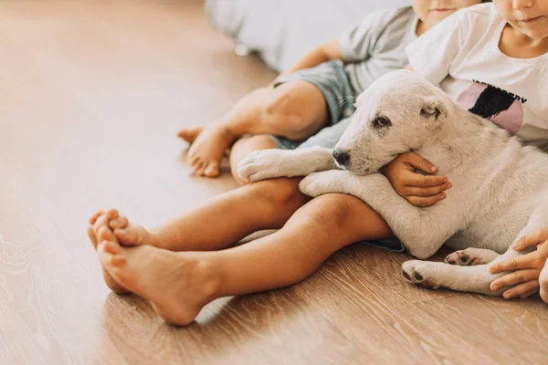 Puppy falls asleep on childrens laps.