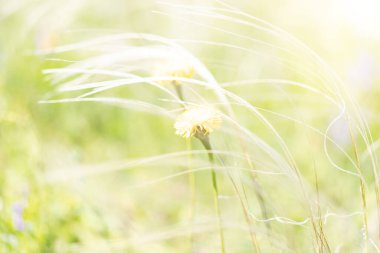 A field of feather grass sways in the wind close-up.