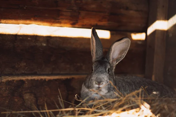 Gray rabbit in a wooden house in front of hay.