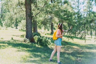 Girl traveler in a hat and a backpack walks through a coniferous forest.