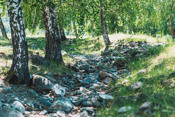 Dried river among birches and stone paths.