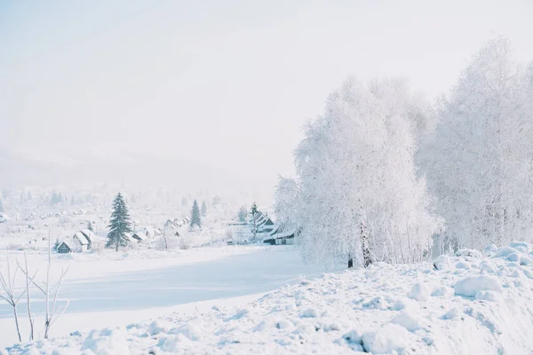 Trees Covered Frost Front Snowy Field Houses — 스톡 사진