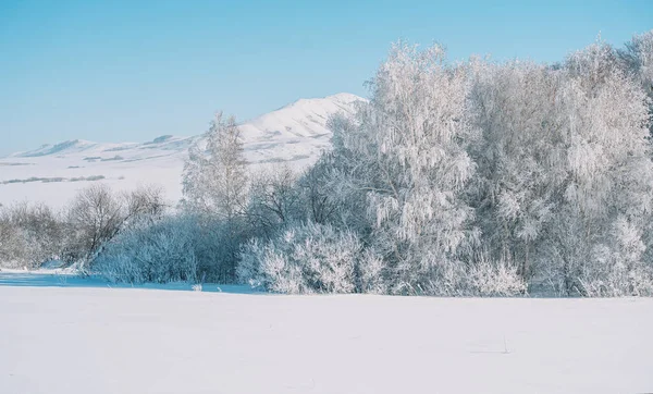 Снігове Поле Перед Лісом Горами — стокове фото