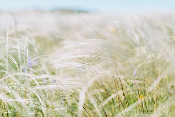 Field Feather Grass Sways Wind Close — Fotografia de Stock