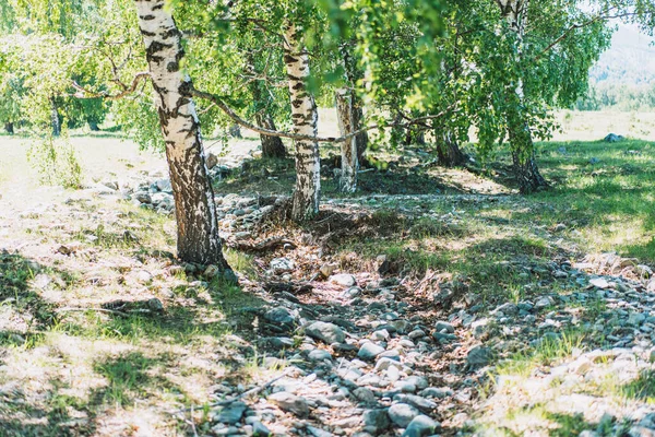 Dried river among birches and stone paths.