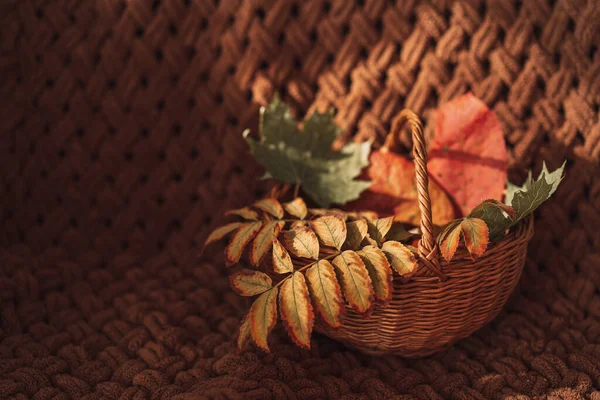 Dry leaves in a wicker basket on the sofa.