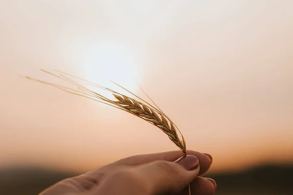 Ear of wheat in female hands in front of the sunset.