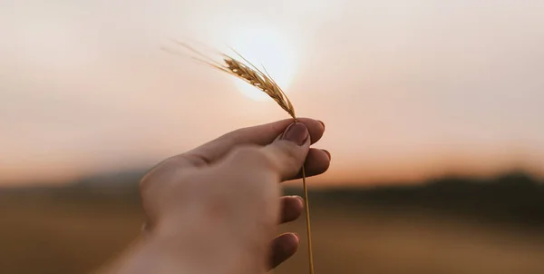 Ear of wheat in female hands in front of the sunset.