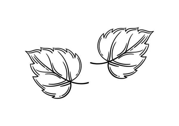 Hand Drawn Leaf Autumn Theme — стоковый вектор