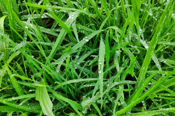雨の後の湿った草の上のクローズアップ — ストック写真