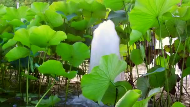 Vodní Fontána Obklopená Leknínem Jardin Etat Saint Denis Reunion Island — Stock video