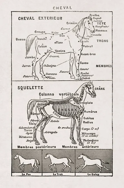 1899年にフランス語の辞書に掲載された馬に関する古いイラスト — ストック写真