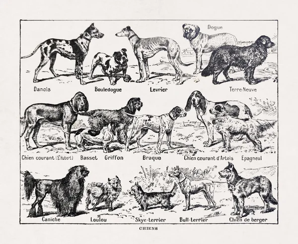 Ancienne Illustration Millot Sur Les Chiens Imprimée 1899 Dans Dictionnaire — Photo