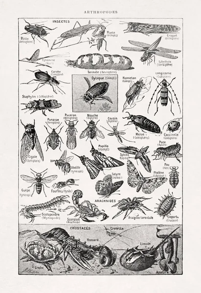 Παλιά Εικονογράφηση Για Αρθρόποδα Του Millot Τυπωμένη Γαλλικό Λεξικό 1899 — Φωτογραφία Αρχείου