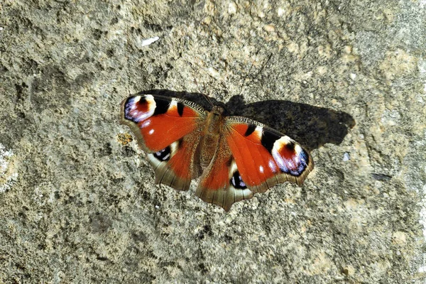Aglais Urticae Una Mariposa Eurasiática Familia Nymphalidae — Foto de Stock