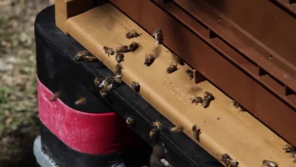 Close Group Honey Bees Hovering Entrance Beehive — Vídeo de stock