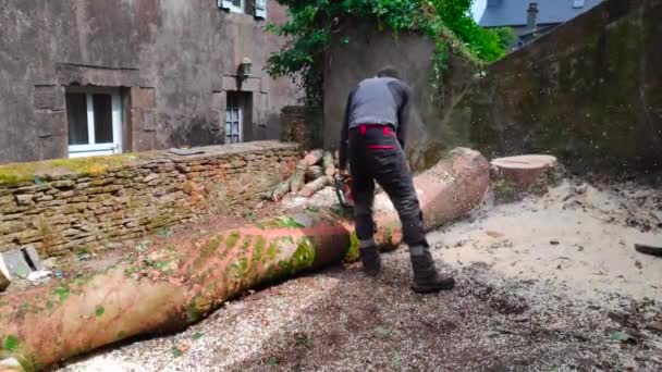 Man Chopping Sycamore Tree Section Make Firewood — 图库视频影像