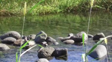 Peaceful river flowing in Reunion Island, an island located in the Indian Ocean.