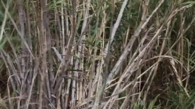Wind blowing on Fargesia rufa, a woody bamboo native to western China