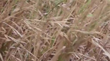 Detail shot of tall grass blowing in a field