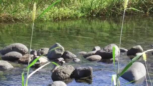 Peaceful River Flowing Reunion Island Island Located Indian Ocean — Vídeos de Stock