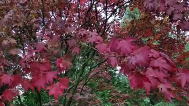 Κοντινό Πλάνο Στον Άνεμο Που Φυσάει Κόκκινα Ιαπωνικά Φύλλα Σφενδάμου — Αρχείο Βίντεο