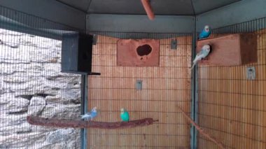 Muhabbet kuşları kafeslerinde şarkı söylüyorlar.