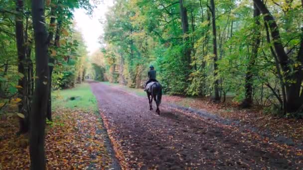 Fransa Nın Chantilly Ormanında Sonbaharda Ata Binmek — Stok video