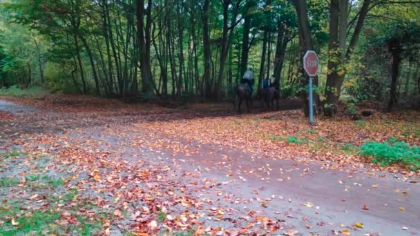 Paseos Caballo Otoño Bosque Chantilly Francia — Vídeo de stock
