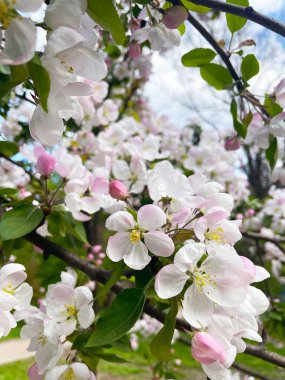 Ağaç dallarında bahar çiçekleri. Bahar bahçesinde çiçek açan elma dalları. Yan görünüm.