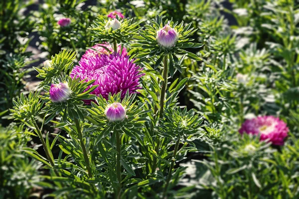 A pink aster flower with buds on a lawn. Beautiful autumn flowers in sunlight. Side view.