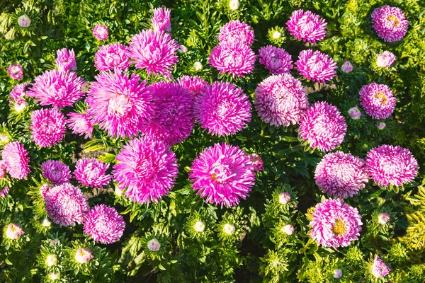Pink asters flowers on the lawn. Beautiful autumn flowers in sunlight. View from above.