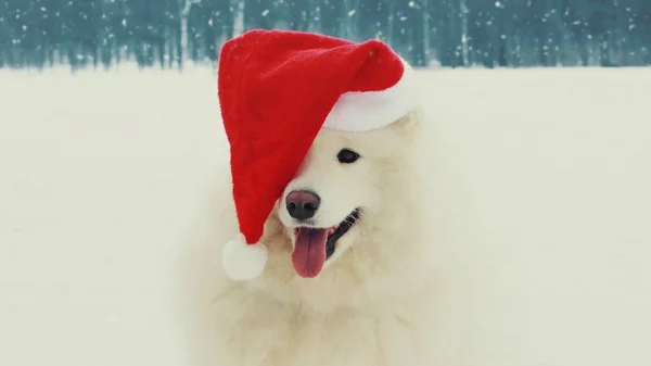 Retrato Navidad Perro Samoyedo Blanco Feliz Sombrero Santa Rojo Sentado —  Fotos de Stock