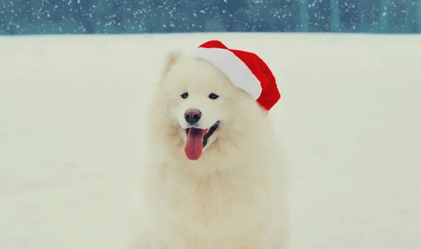 Boże Narodzenie Portret Szczęśliwy Biały Samoyed Pies Czerwonym Kapeluszu Mikołaja — Zdjęcie stockowe